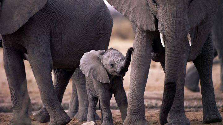 Elephant Desktop Backgrounds