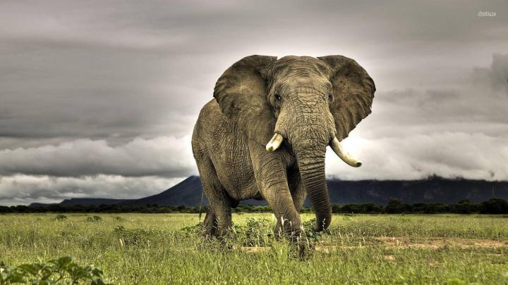 Elephant Desktop Backgrounds