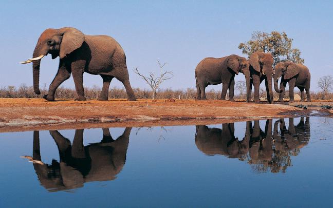 African Elephant Wallpapers