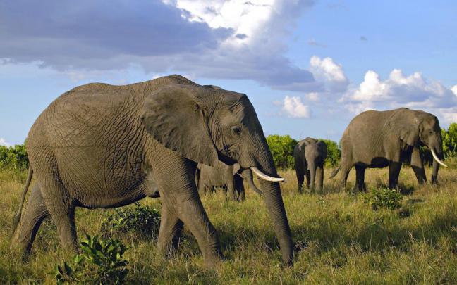 African Elephant Wallpapers