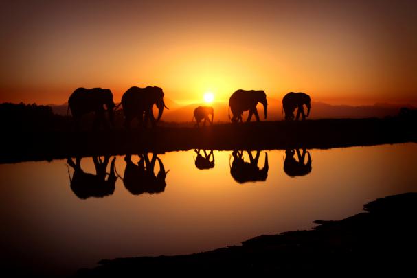 Elephant Desktop Wallpapers