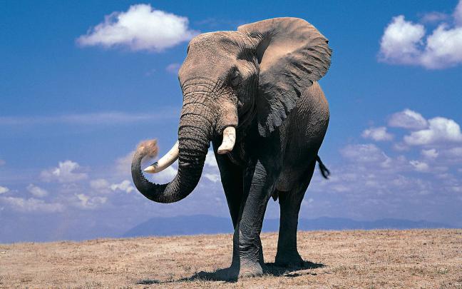 Elephant Wallpapers