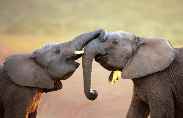 Desktop Elephant HD Wallpapers