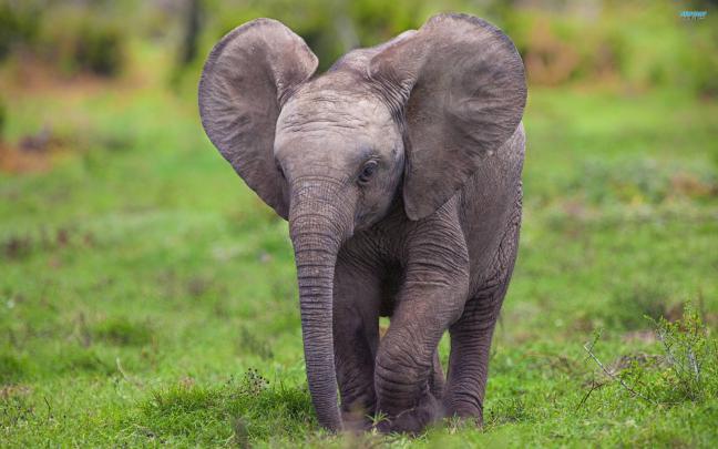 Baby Elephant Wallpapers