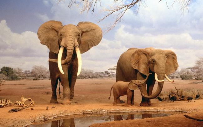 Elephant Wallpapers HD