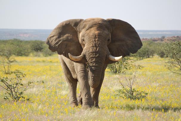 Elephant Desktop Wallpaper (77+ images)