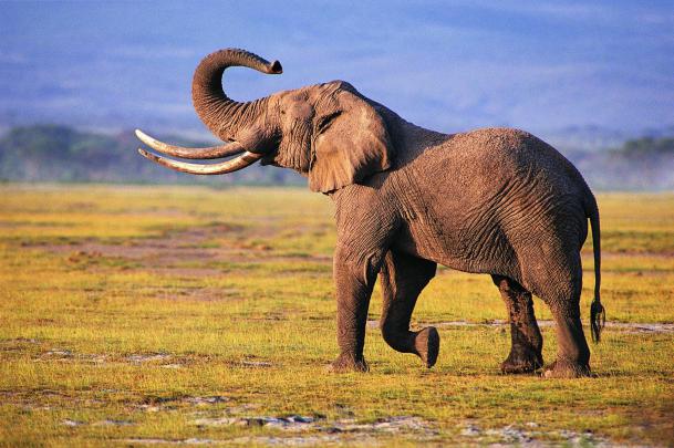 Elephant Desktop Backgrounds (74+ images)