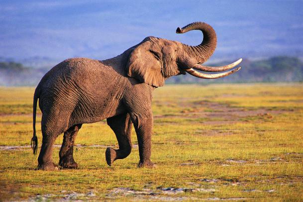 Elephant Wallpapers