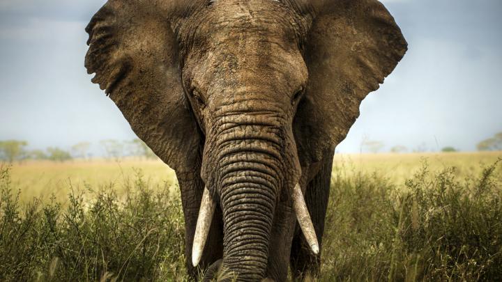 Elephant Wallpapers Images Photos Pictures Backgrounds