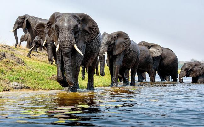 Elephant HD Wallpaper | Background Image | 1920x1200 | 565134 