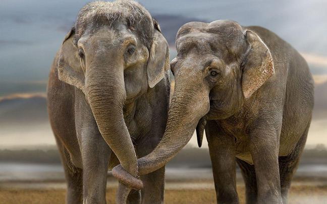 Elephant Desktop Backgrounds