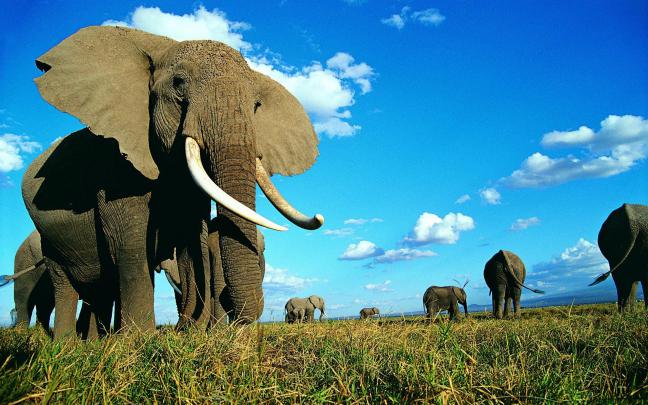 Elephant Desktop Backgrounds