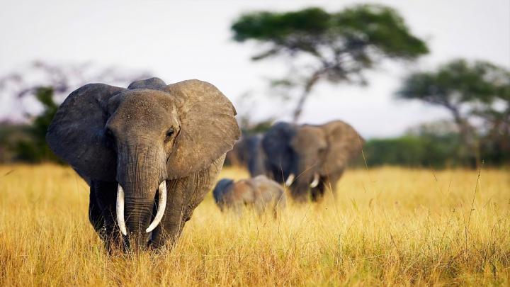 Desktop Elephant HD Wallpapers