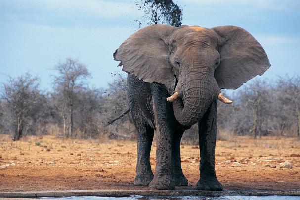 African Elephant Wallpapers