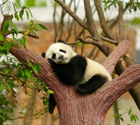 animals, Happy Wallpapers HD \/ Desktop and Mobile Backgrounds