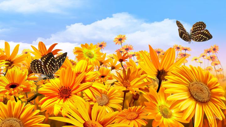 Download Bright Happy Wallpapers Gallery