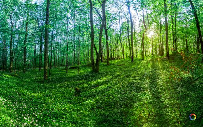 Dual Monitor Wallpaper 4K Forest \/ Download Green, forest, water flow 