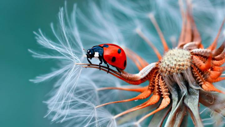 Insect HD Wallpapers 4k and 8k. Insect Desktop and Mobile Wallpapers