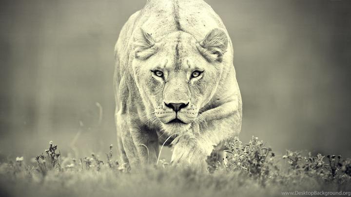 Quotes Hd Wallpapers 4k Lion Hunting | Magizh