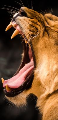 1440x2960 Lion Roaring 5k Samsung Galaxy Note 9,8, S9,S8,S8+ QHD HD 4k 