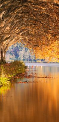 The Best 18 Gold Iphone 12 Wallpaper 4K Download - Alemaras