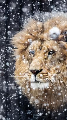 Iphone 12 Pro Max Wallpaper Hd 4K Lion - Aementa Wallpaper