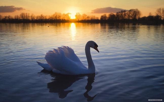 Microsoft Free Screensavers And Wallpapers