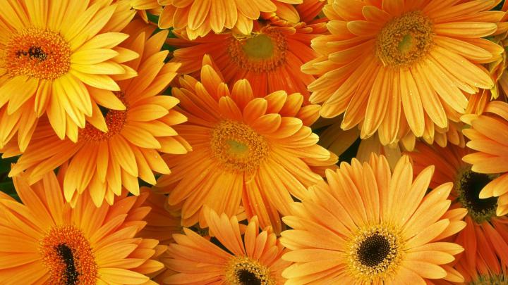 Orange Flowers Hd Desktop Backgrounds Free Download