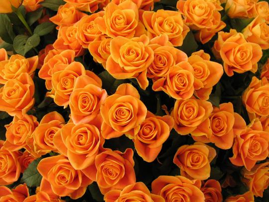 4K Orange Flowers Wallpapers High Quality | Download Free