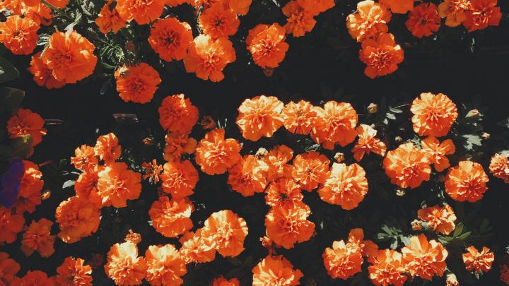 Orange Aesthetic Desktop Wallpaper | 2021 Cute Wallpapers