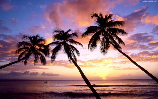 Palm Tree Desktop Wallpaper