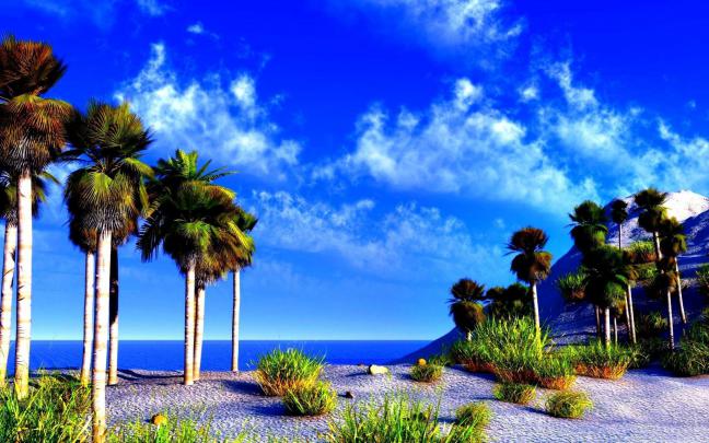 Palm Tree Desktop Wallpapers