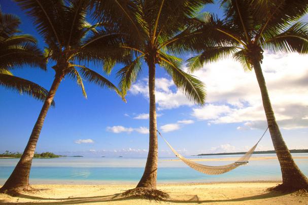 Palm Tree Wallpaper Desktop -