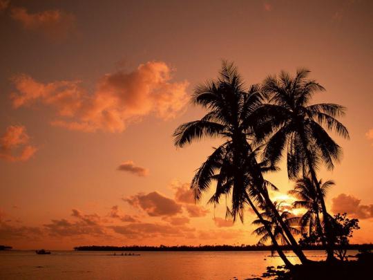 Palm Tree Backgrounds