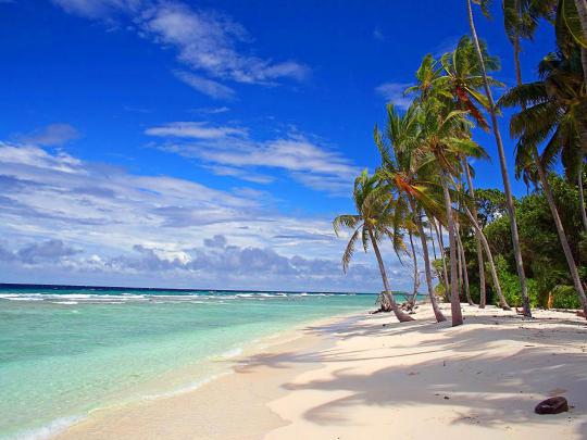 wallpaper: Palm Trees Wallpapers