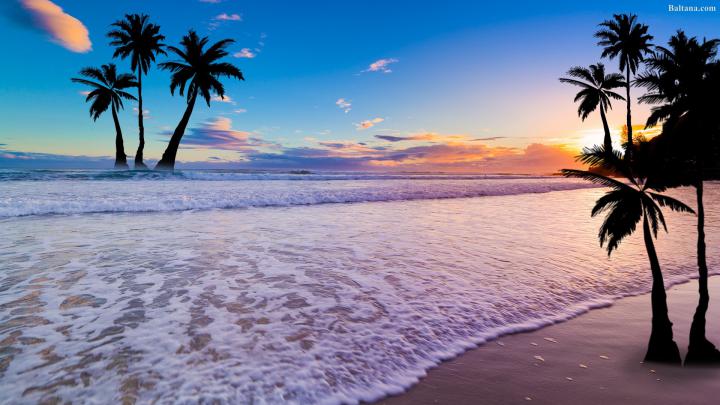 Palm Tree Desktop Wallpaper (72+ images)