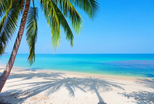 Palm Tree Desktop Wallpaper \u00b7\u2460 
