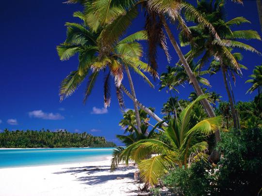 Beautiful Wallpapers for Desktop: Palm tree wallpapers hd