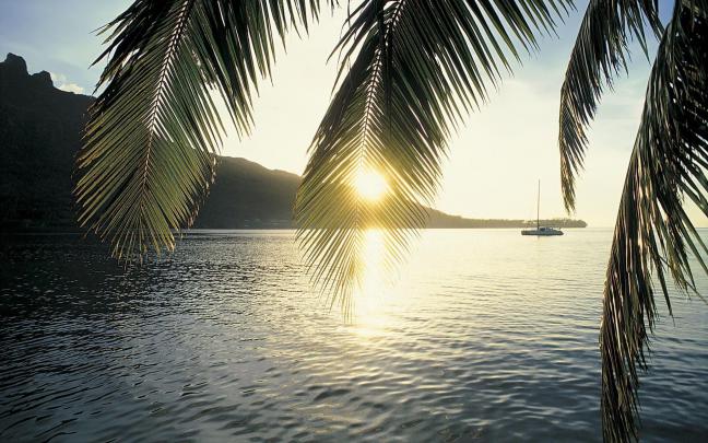 Palm Tree Desktop Wallpapers