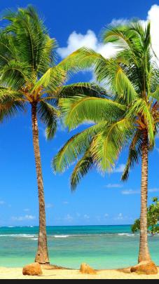 Palm Tree Desktop Wallpaper (72+ images)