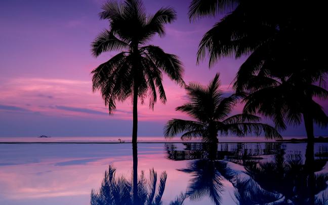 Palm Tree wallpaper \u00b7\u2460 Download free HD wallpapers for desktop and 