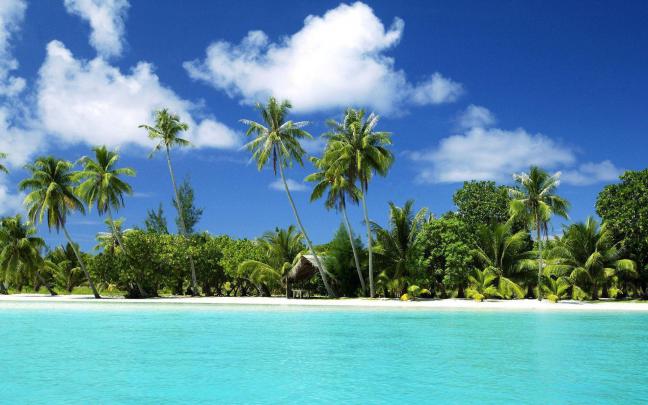 Palm Tree Desktop Wallpapers