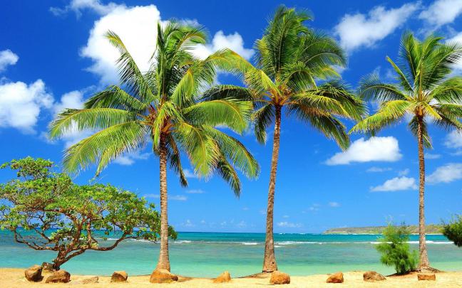Palm Tree Desktop Wallpaper \u00b7\u2460 