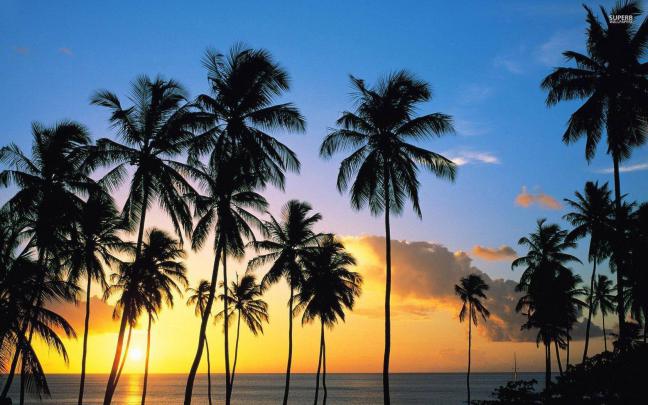 Palm Tree Wallpapers
