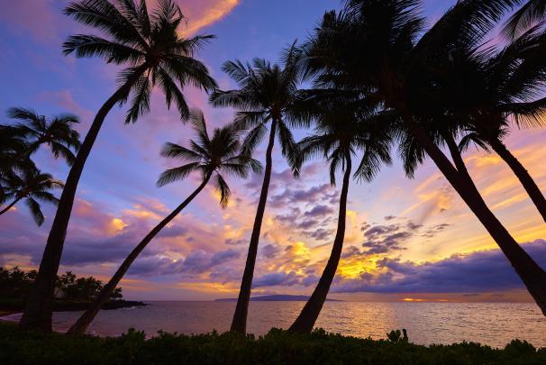 Palm Tree Desktop Wallpaper (72+ images)