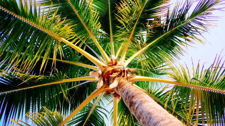 Palm Tree wallpapers HD for desktop backgrounds