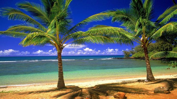 Beach Palm Tree Wallpapers