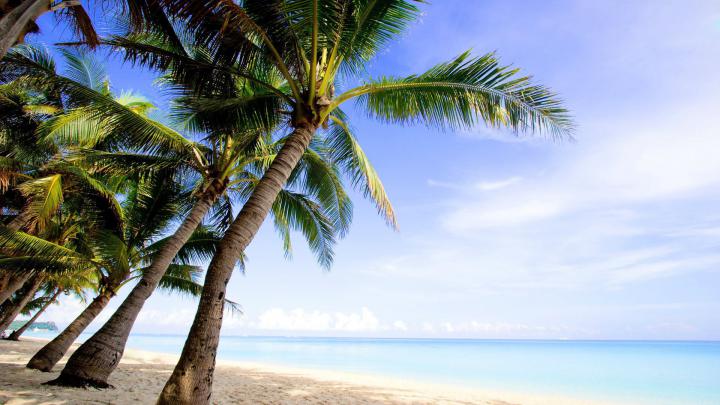 Desktop Palm Tree HD Wallpapers