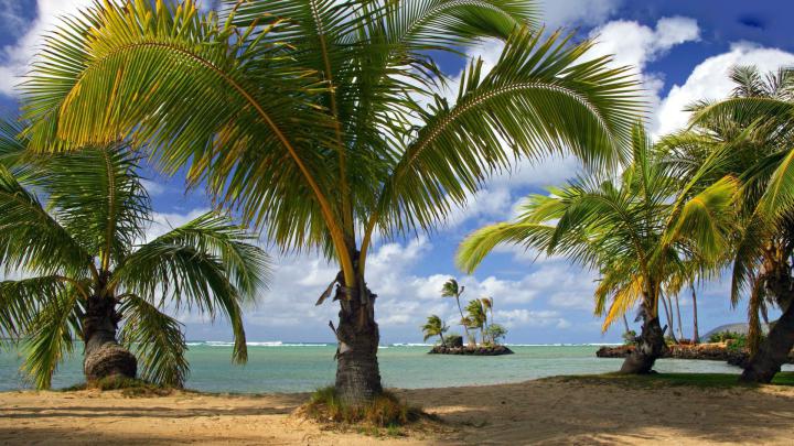 Palm Tree Wallpaper HD