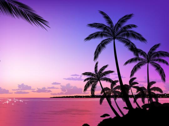 15 Wonderful HD Palm Tree Wallpapers - HDWallSource.com